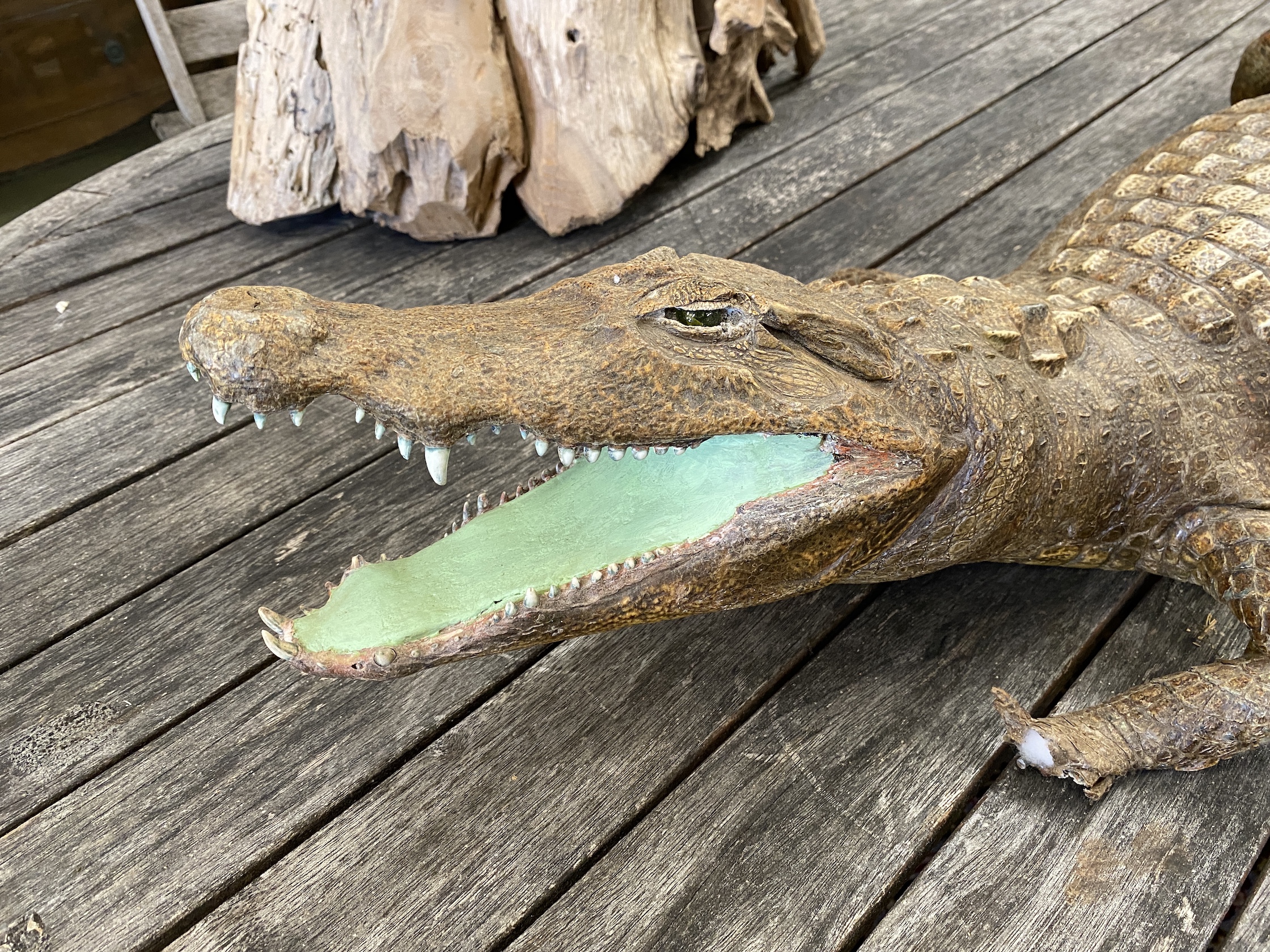 A taxidermy Caiman crocodile, length 130cm.